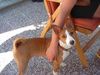Basenji Foto: Murphy (Chinua) (ID 4431) Basenji Hund