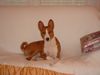 Basenji Foto (ID 5321) Basenji Hund