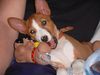 Basenji Foto: ohne Worte (ID 3851) Basenji Hund