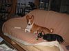 Basenji Foto: Eddie&Murphy (ID 18831) Basenji Hund