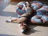 Basenji Foto: African Magic Moment's Chinua - Ah, Sonne! (ID 3837) Basenji Hund
