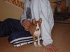 Basenji Foto: Chinua (ID 3945) Basenji Hund