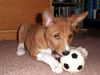 Basenji Foto: Im Tor bin ich die Beste... (ID 20174) Basenji Hund
