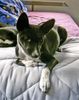 Basenji Foto: Troy mit 5 Monaten (ID 14584) Basenji Hund