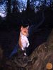 Basenji Foto: Ch. Zia (ID 21242) Basenji Hund
