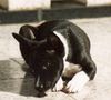 Basenji Foto: ...und nocheinmal der Knutschebär (ID 8987) Basenji Hund