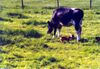 Basenji Foto: Adanna kann von der Leine gelassen werden,auch was seltenes bei Basenjis,dass ist auch ein Hund von unserem A-Wurf (ID 4391) Basenji Hund