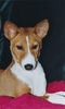 Basenji Foto: My Lady... at your service! Queen Amber (ID 8989) Basenji Hund