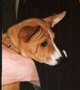 Basenji Foto: !!soooo süssssss!! (ID 8980) Basenji Hund