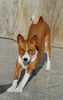 Basenji Foto: die Sonne genießen... (ID 10271) Basenji Hund