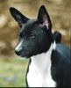 Basenji Foto: Aragorn Shadows of the Congo (ID 8982) Basenji Hund