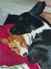 Basenji Foto: Die Liebe ist eine Himmelsmacht! :) (ID 8981) Basenji Hund
