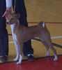 Basenji Foto: Old Legend´s Ava Tar - Bester Welpe Moskau (ID 24815) Basenji Hund