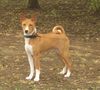Basenji Foto: Old Legend´s Ava Tar - 5 Monate alt (ID 21935) Basenji Hund