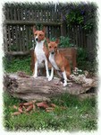 Basenji Hund