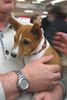 Basenji Foto: Junger Basenji auf der IHA 2004 in Graz (ID 9683) Basenji Hund
