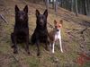 Basenji Foto: Bashyr, Ch. Guinam & Ch. Zia (ID 21243) Basenji Hund