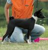 Basenji Foto: Old Legend´s Arcana - Bester Welpe (ID 24814) Basenji Hund