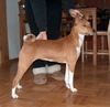 Basenji Hund