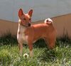 Basenji Hund