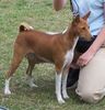 Basenji Foto: Old Legend´s Anima- Ehrenpreis von Steve :) (ID 24816) Basenji Hund