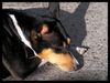 Basenji Foto: Brassica's Dolly Divine; unsere Dina (ID 5573) Basenji Hund