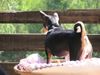Basenji Foto: wo is de miez? (ID 5587) Basenji Hund