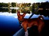 Basenji Foto: don't leave the boot (ID 15710) Basenji Hund