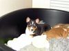 Basenji Foto: Bizayo Bashiri van Oxymoron - am Samstag holen wir ihn zu uns (ID 18372) Basenji Hund