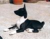 Basenji Foto: *Troja* (ID 13699) Basenji Hund