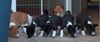 Basenji Foto: Old legend´s Aeon, Aini Inti, Anam Chara, Arcana, Akasha, Anima und Ava Tar (ID 19744) Basenji Hund