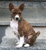 Basenji Hund