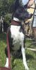 Basenji Foto: Old Legend´s Anam Chara (Jester) (ID 22961) Basenji Hund