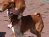 Basenji Foto: Überflieger (ID 23726) Basenji Hund
