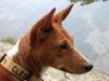 Basenji Hund