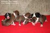 Basenji Foto: Aragorns erste Enkel... (ID 35827) Basenji Hund