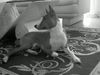 Basenji Hund