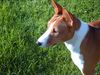 Basenji Foto (ID 5377) Basenji Hund