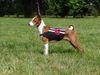 Basenji Foto: Bravo mit Renndecke (ID 23301) Basenji Hund