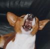 Basenji Foto: Jodel-oh freu!-jodel (ID 8986) Basenji Hund