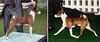 Basenji Foto: Das korrekte Gangwerk des Basenjis (ID 23299) Basenji Hund