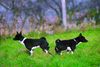 Basenji Foto: vater und sohn (ID 26675) Basenji Hund