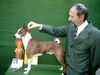 Basenji Foto: Escapade´s Bravo out of Africa European-Winner (Bratislava)und European-Winner (Tulln A) (ID 22618) Basenji Hund