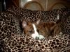 Basenji Foto: Abayomy Azana unser Schatz (ID 2588) Basenji Hund