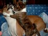 Basenji Foto: Asabi Asaki,Mama du bist die Beste (ID 2589) Basenji Hund