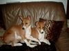 Basenji Foto: Unsere zwei Mädels Movie + Rainbow (ID 3731) Basenji Hund