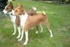 Basenji Foto: Escapade´s Bravo out of Africa + Over the Rainbow out of Africa Vater und Mutter unseres Zwingers: African Rainbows (ID 7173) Basenji Hund