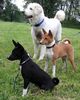 Basenji Foto: Cleo, Cana und Jana (ID 21189) Basenji Hund