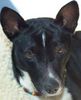 Basenji Foto: Jangua G'Tsula (ID 12484) Basenji Hund