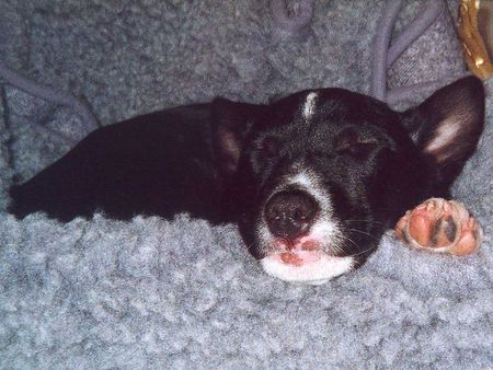 Basenji Hunde Foto 2071 Basenji